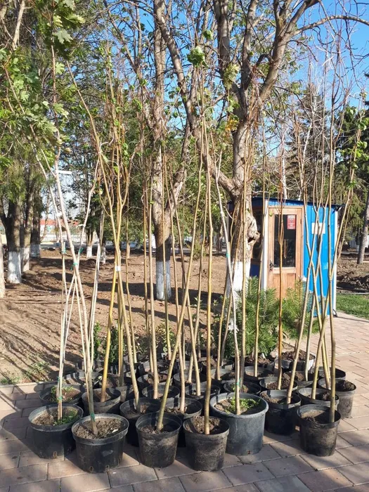 197bad66-86cf-4924-8f4a-85a8dcce2b06